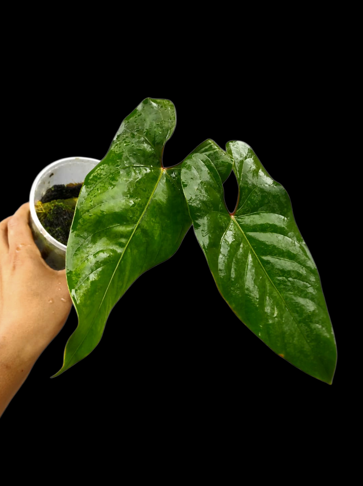 Anthurium sp. 'Huanuco Velvet' Narrow Form (EXACT PLANT)