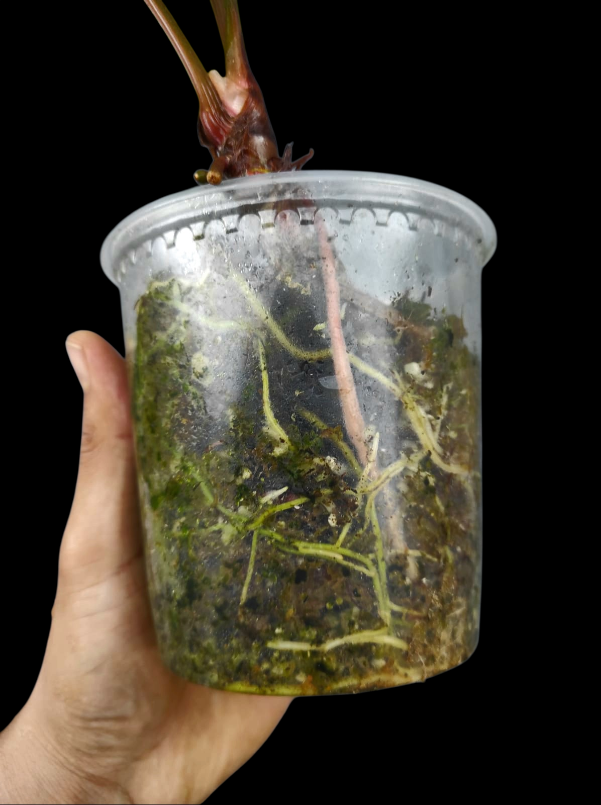 Anthurium sp. 'Huanuco Velvet' Narrow Form (EXACT PLANT)