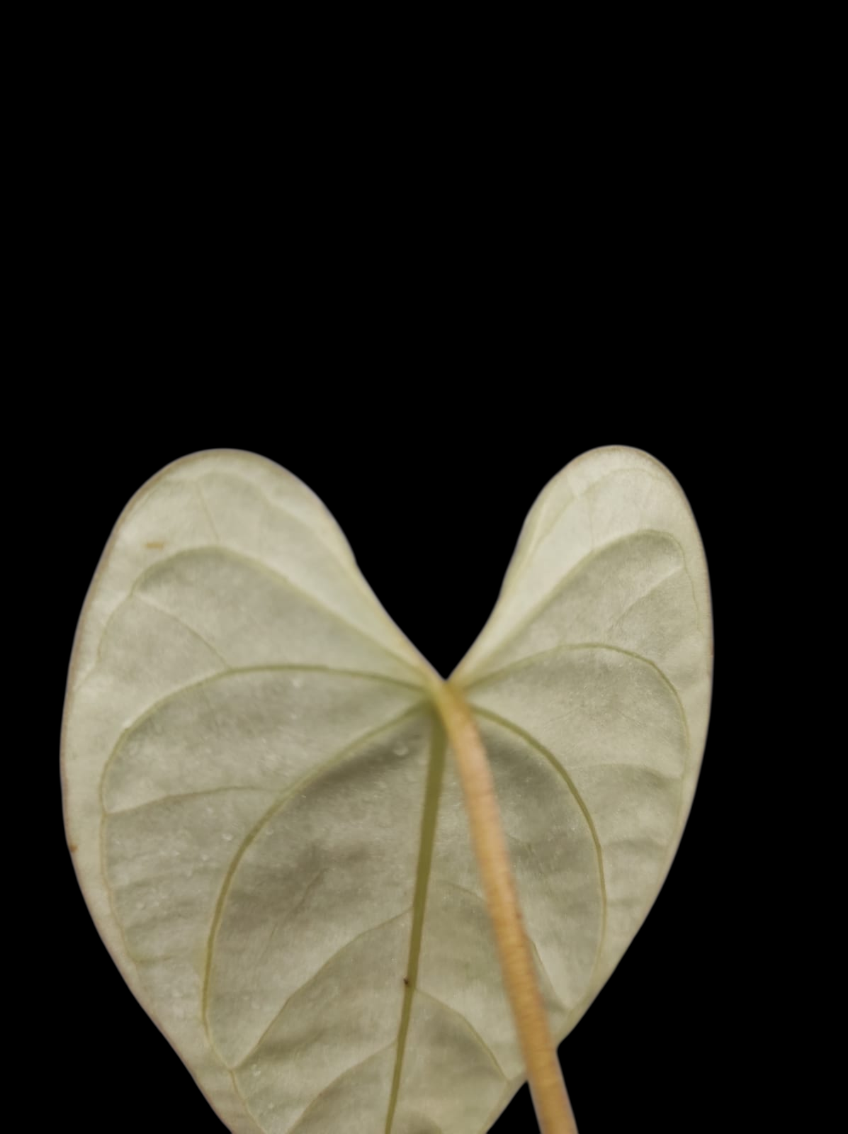Anthurium sp. 'Tarapoto Velvet' Small size (EXACT PLANT)
