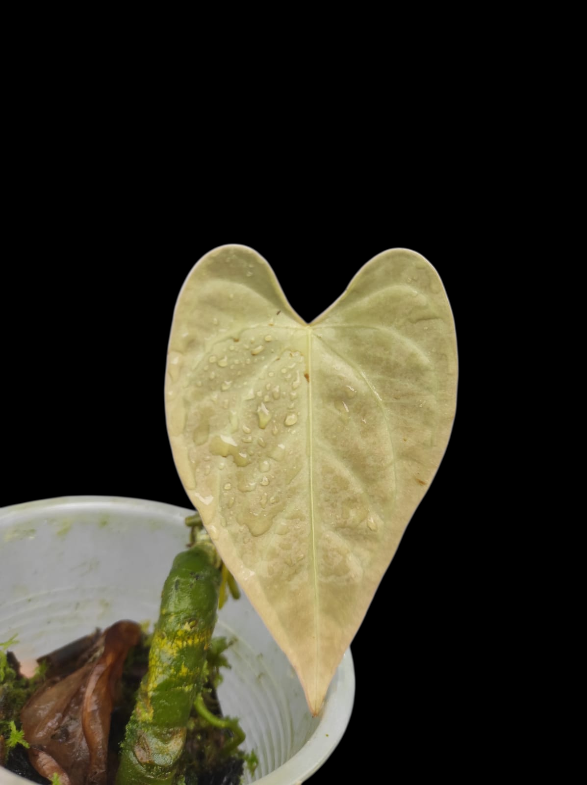 Anthurium sp. 'Tarapoto Velvet' Small size (EXACT PLANT)