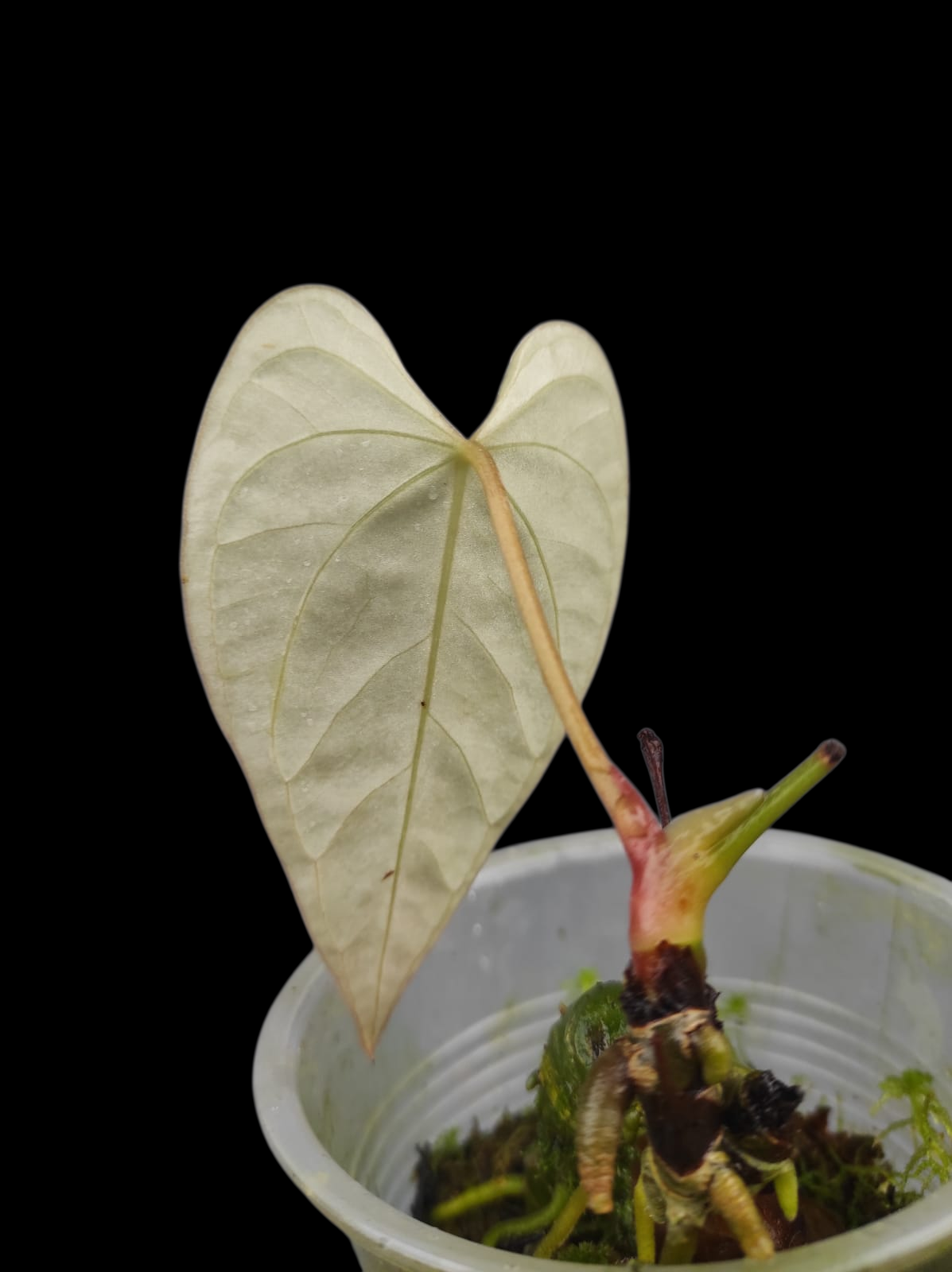 Anthurium sp. 'Tarapoto Velvet' Small size (EXACT PLANT)
