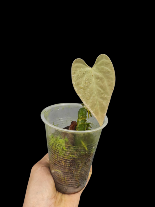 Anthurium sp. 'Tarapoto Velvet' Small size (EXACT PLANT)