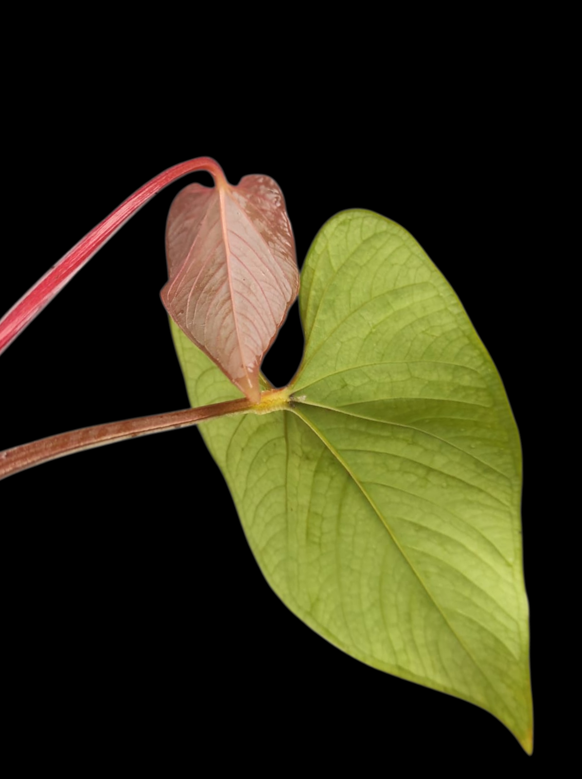 Anthurium sp. 'Kunayala Glow' Native to Panama (EXACT PLANT)