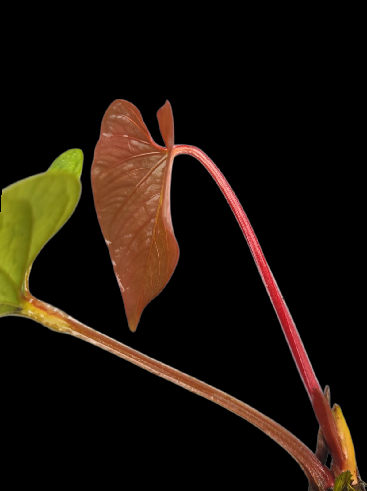 Anthurium sp. 'Kunayala Glow' Native to Panama (EXACT PLANT)