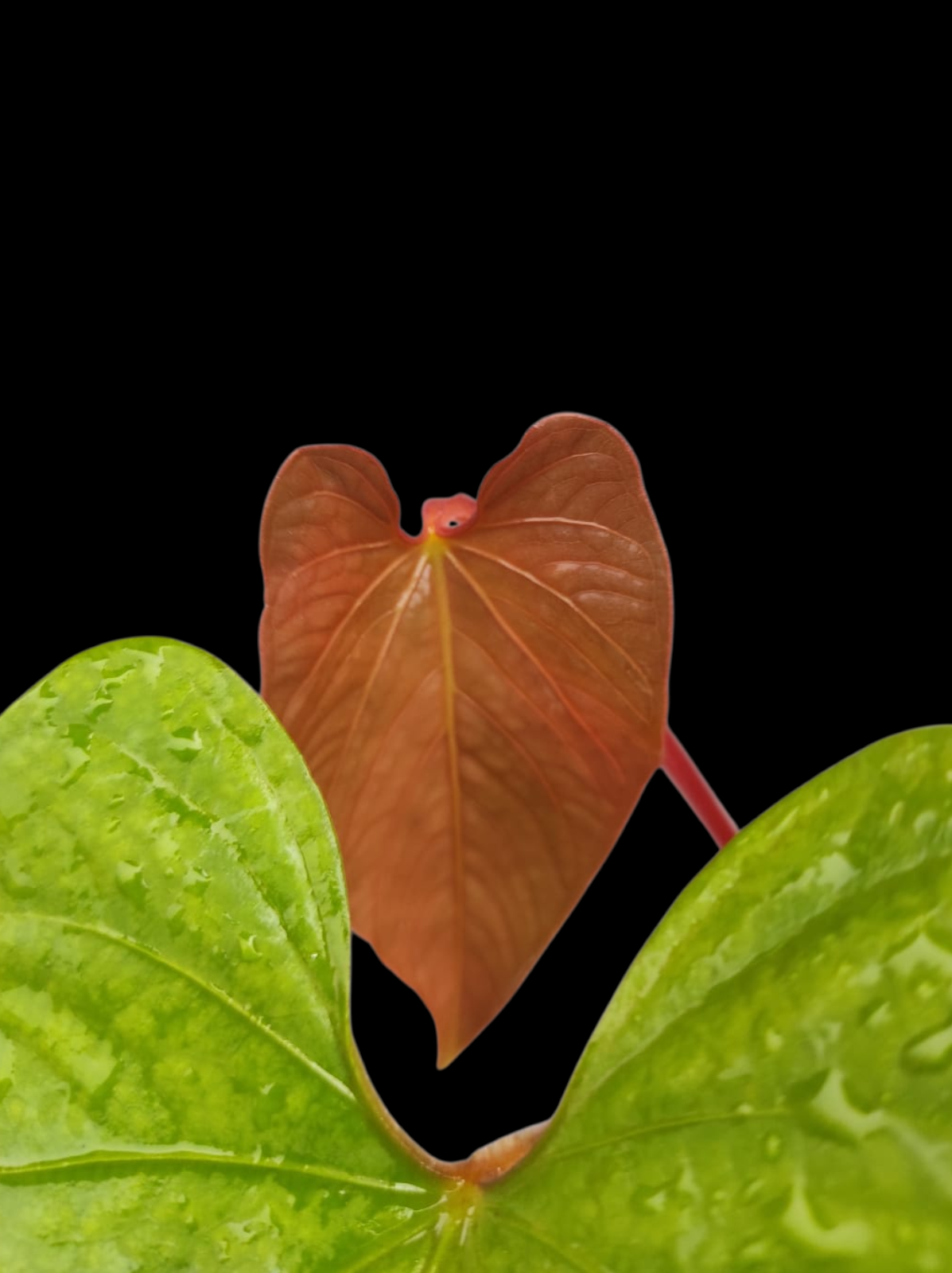 Anthurium sp. 'Kunayala Glow' Native to Panama (EXACT PLANT)