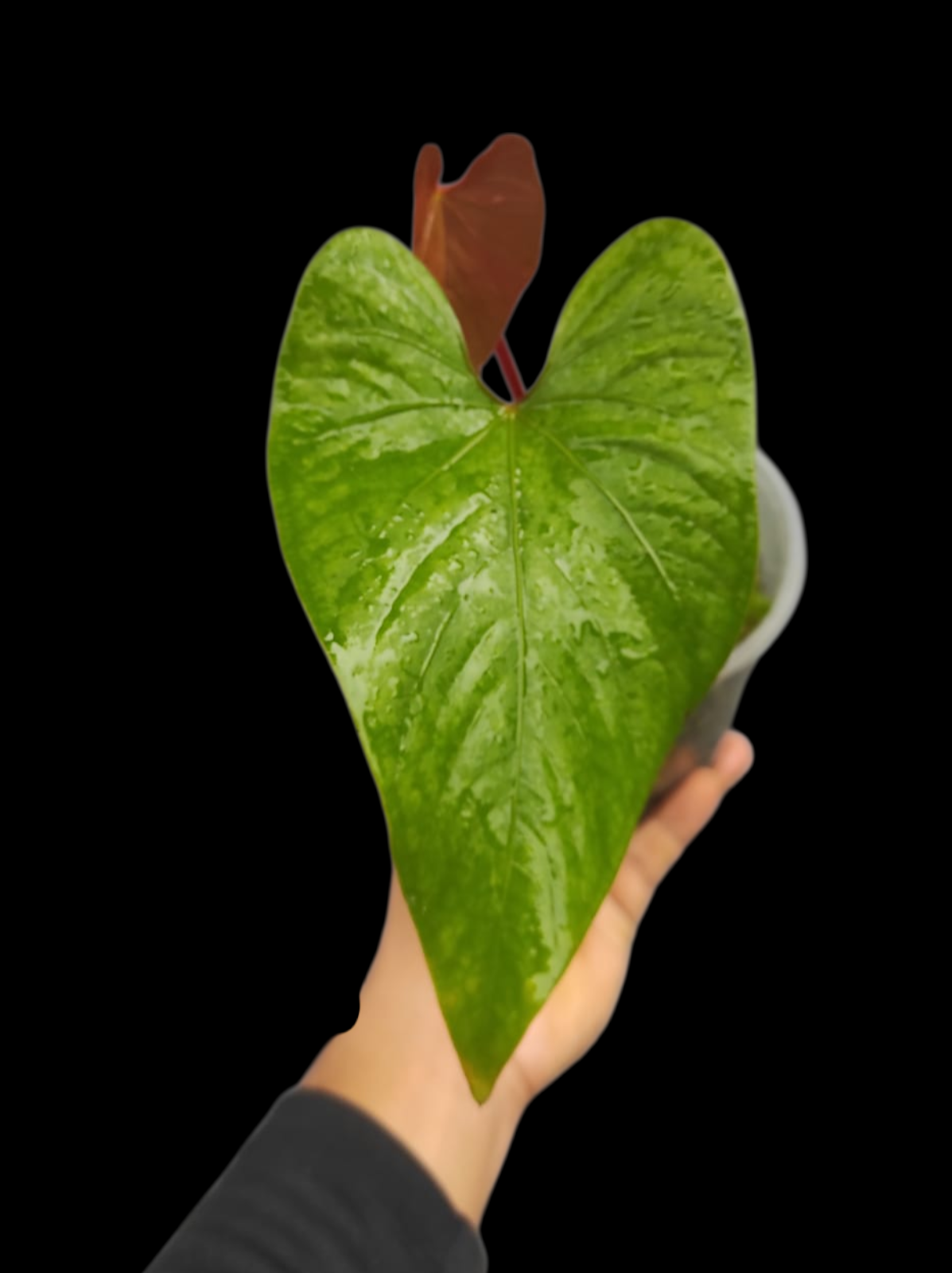 Anthurium sp. 'Kunayala Glow' Native to Panama (EXACT PLANT)