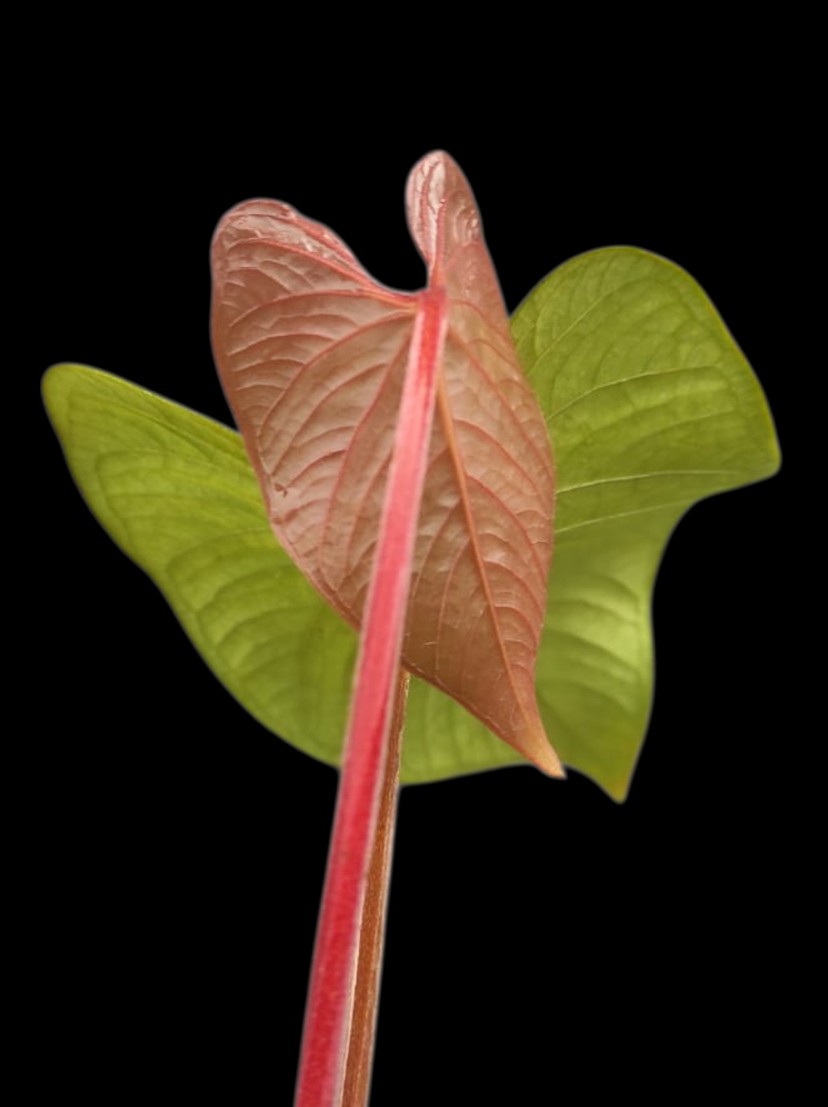 Anthurium sp. 'Kunayala Glow' Native to Panama (EXACT PLANT)