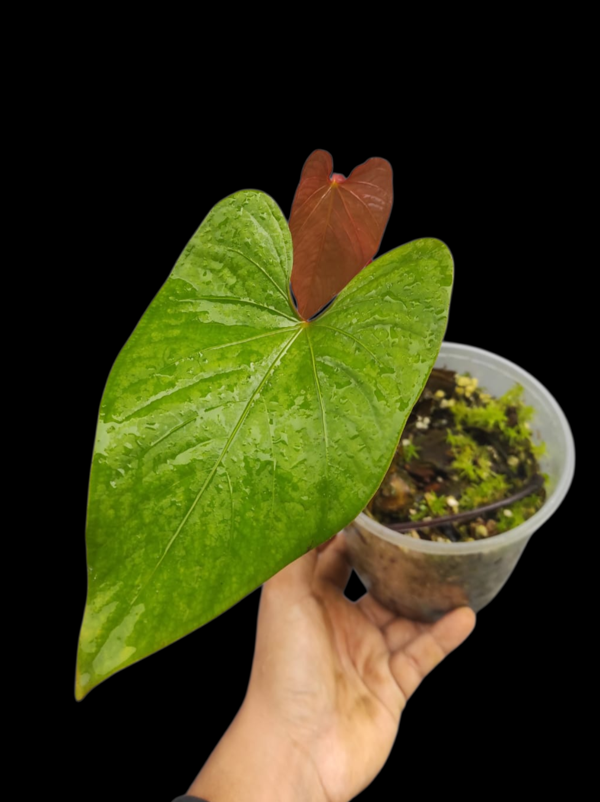 Anthurium sp. 'Kunayala Glow' Native to Panama (EXACT PLANT)