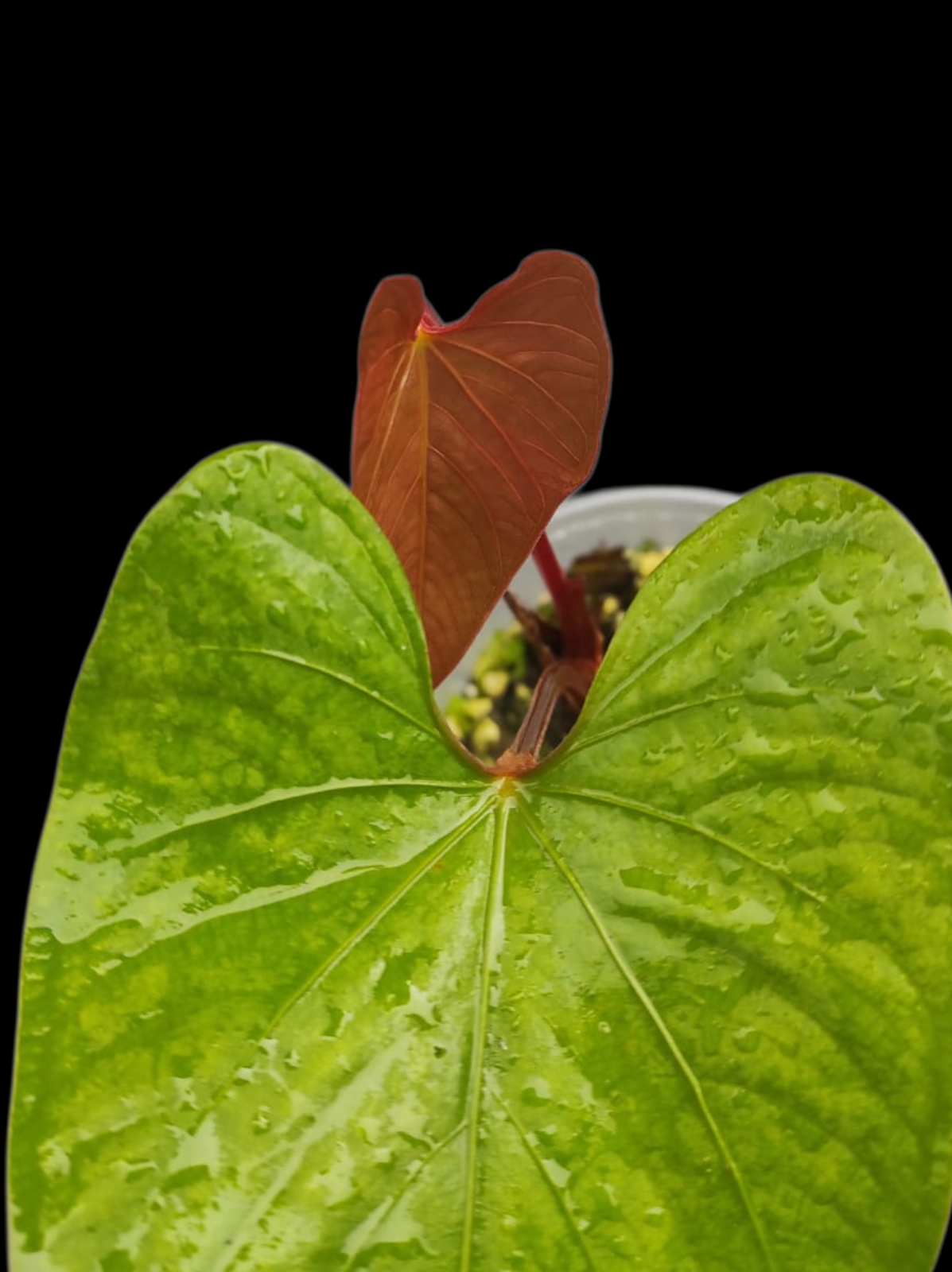 Anthurium sp. 'Kunayala Glow' Native to Panama (EXACT PLANT)