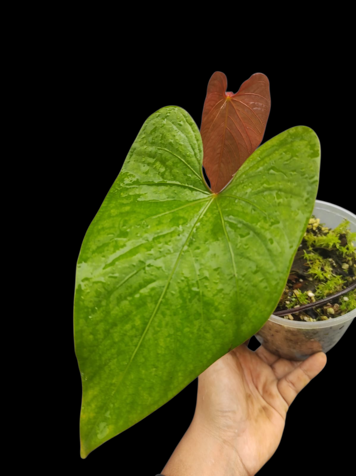 Anthurium sp. 'Kunayala Glow' Native to Panama (EXACT PLANT)