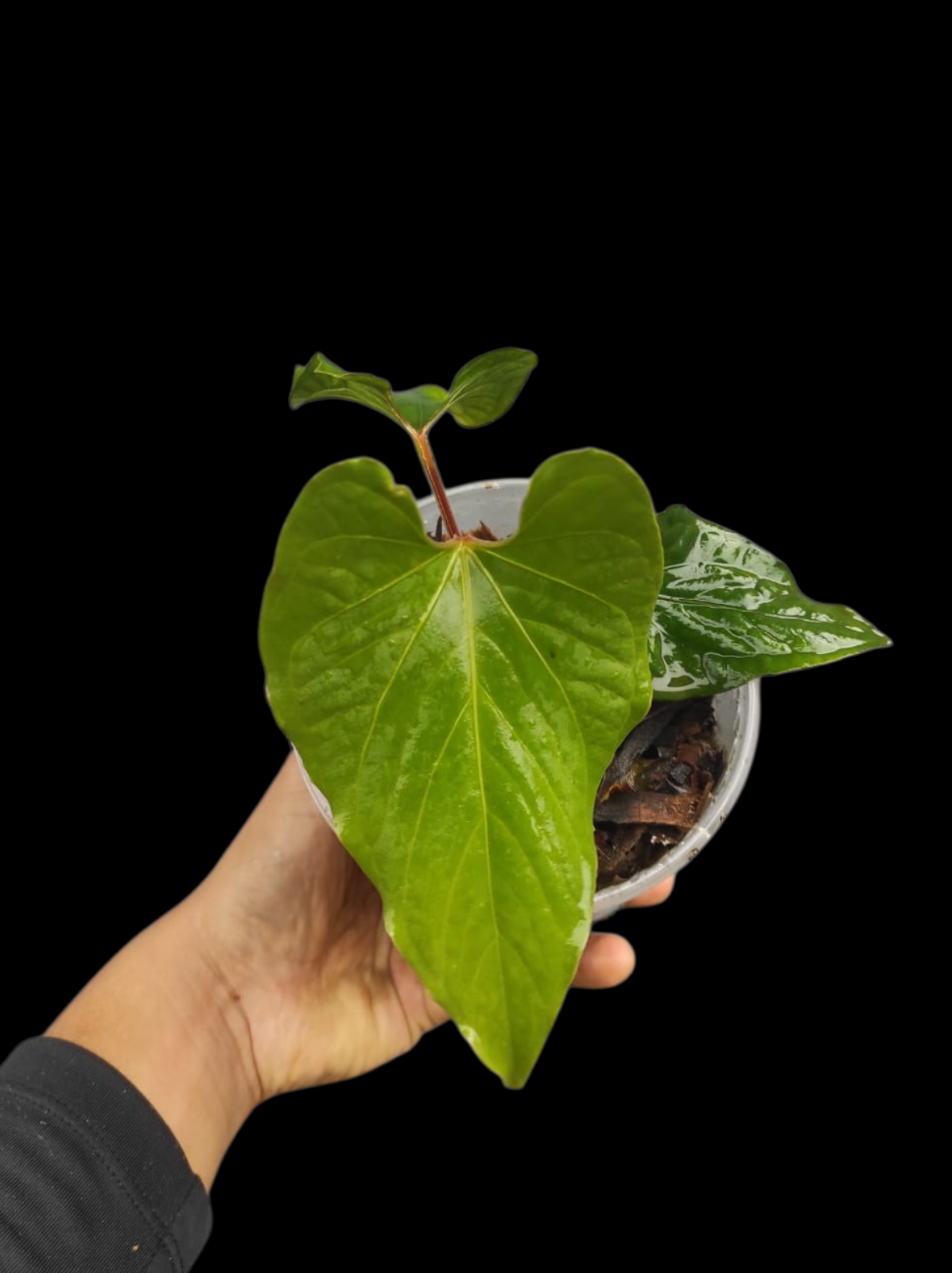 anthurium native to Anthurium sp. 'Kunayala Glow' Native to Panama (EXACT PLANT)