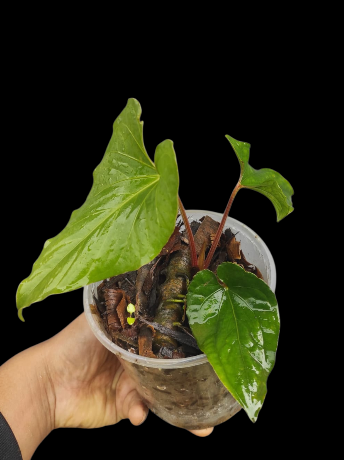 Anthurium sp. 'Kunayala Glow' Native to Panama (EXACT PLANT)