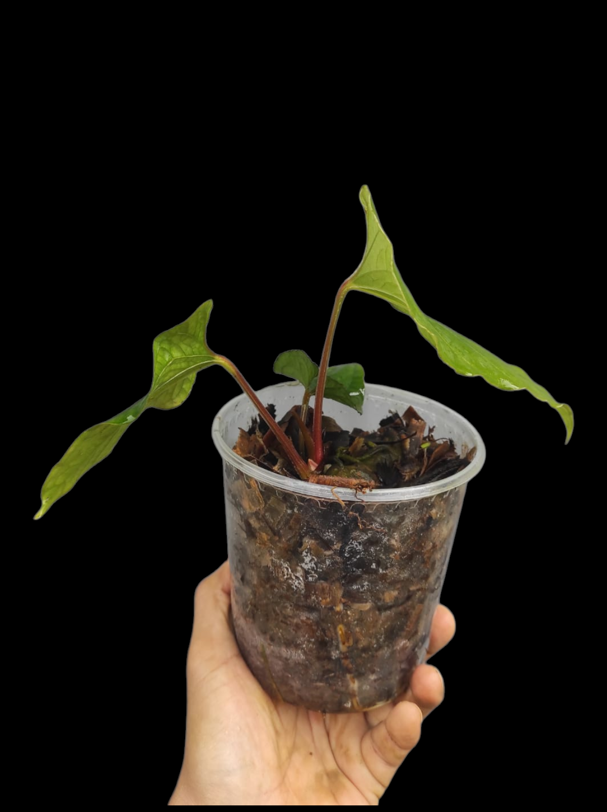 Anthurium sp. 'Kunayala Glow' Native to Panama (EXACT PLANT)