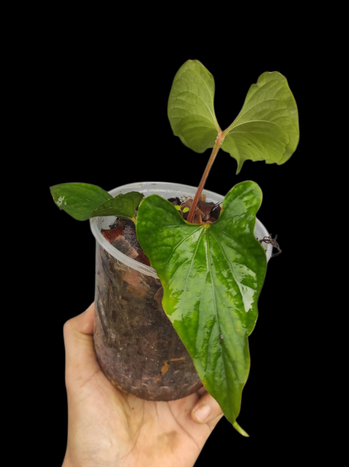 Anthurium sp. 'Kunayala Glow' Native to Panama (EXACT PLANT)