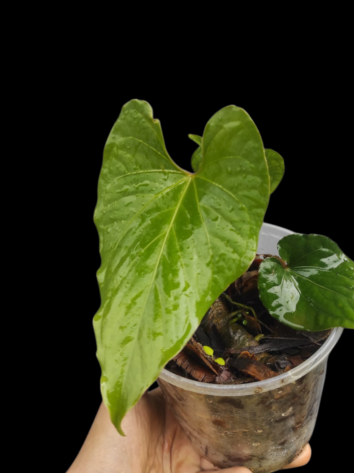 Anthurium sp. 'Kunayala Glow' Native to Panama (EXACT PLANT)