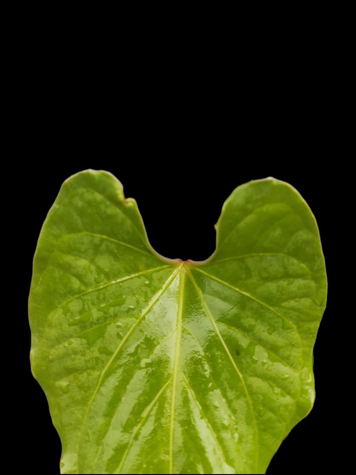 Anthurium sp. 'Kunayala Glow' Native to Panama (EXACT PLANT)