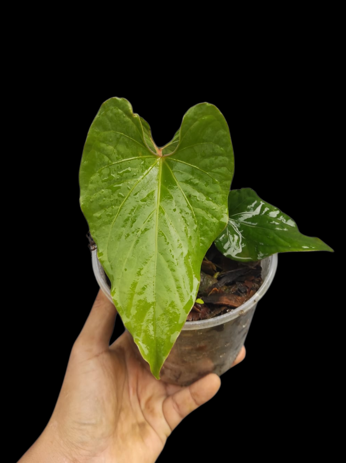 Anthurium sp. 'Kunayala Glow' Native to Panama (EXACT PLANT)