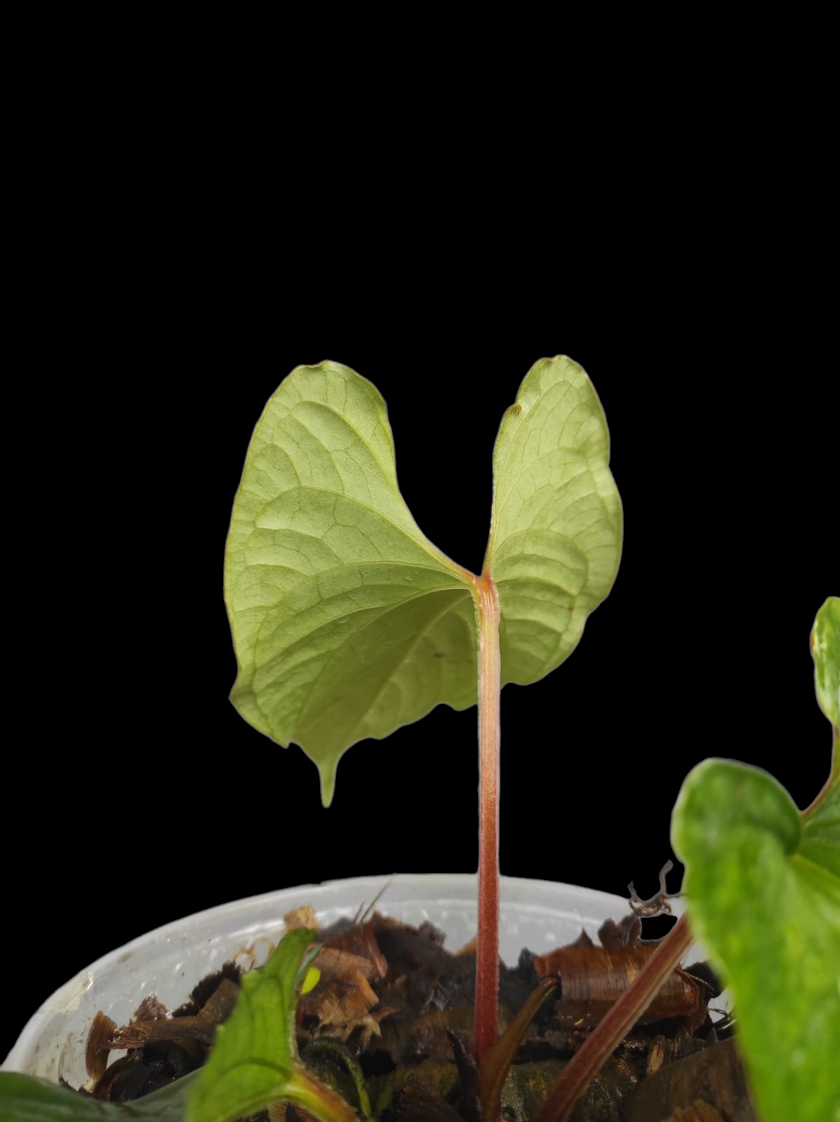 Anthurium sp. 'Kunayala Glow' Native to Panama (EXACT PLANT)