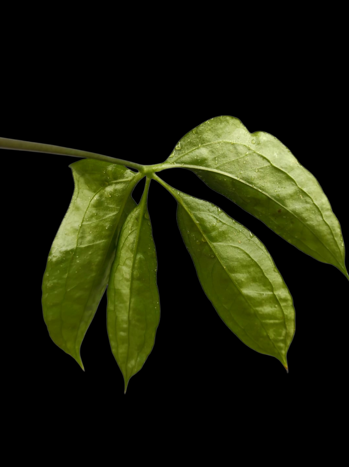 Anthurium sp. 'Croatiiano' Wild Ecotype (EXACT PLANT)