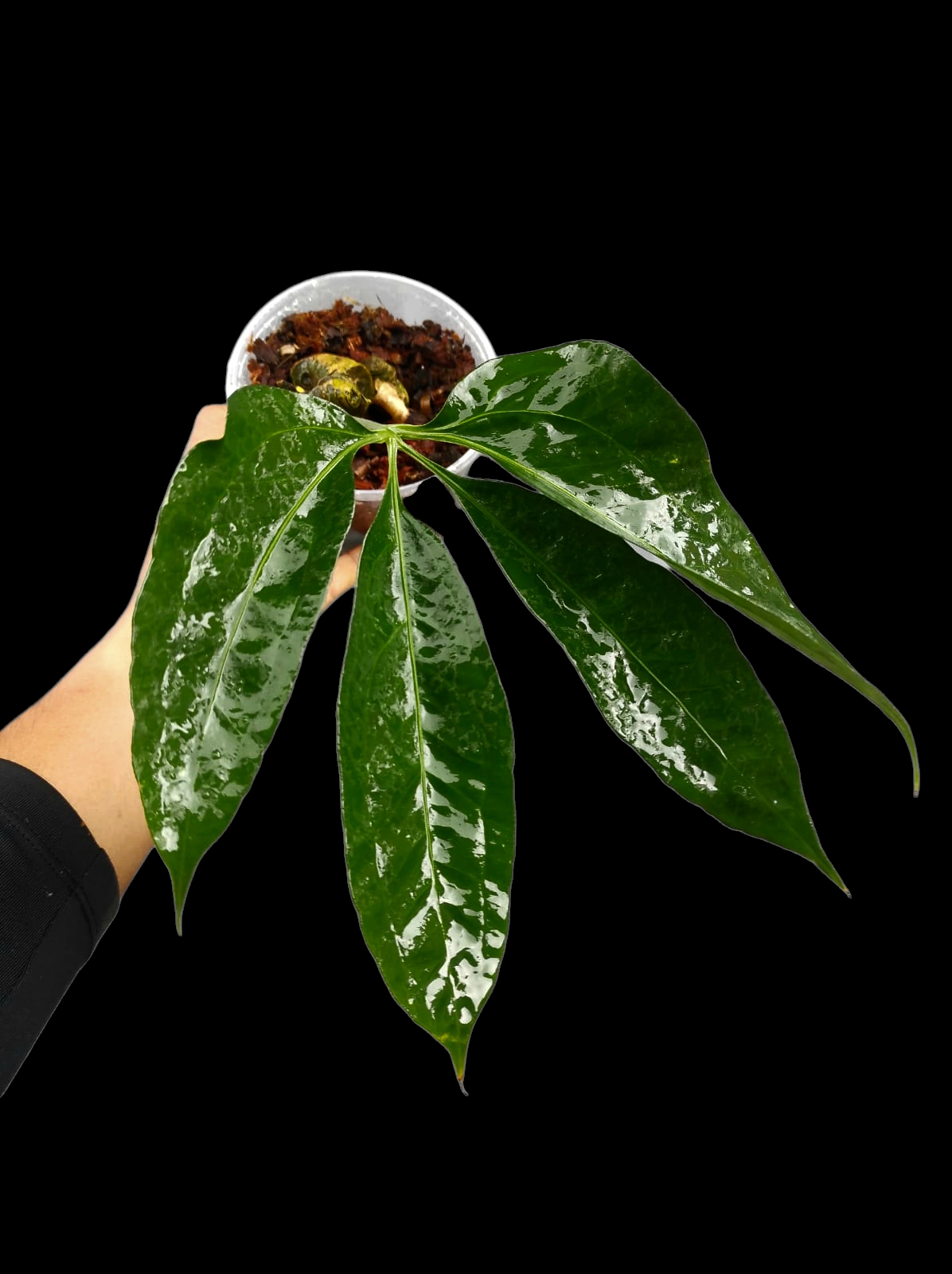 Anthurium sp. 'Croatiiano' Wild Ecotype (EXACT PLANT)