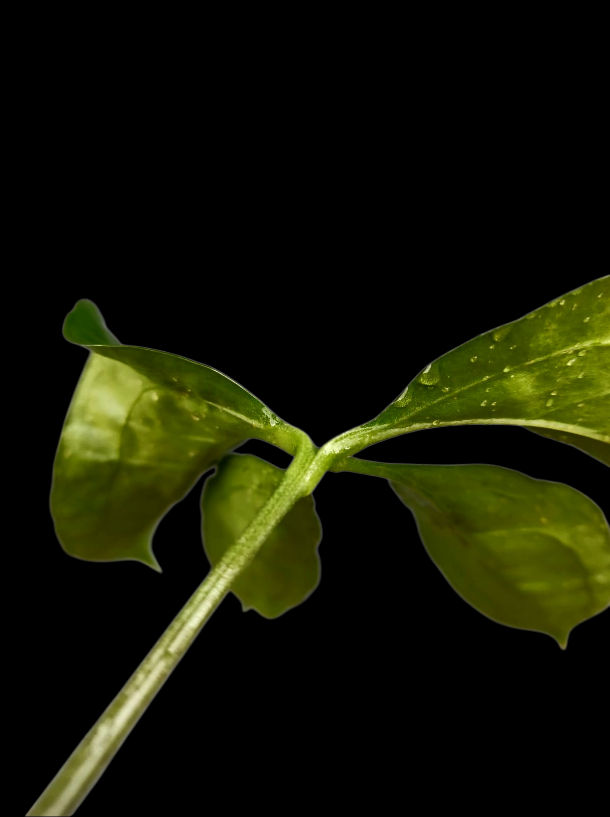 Anthurium sp. 'Croatiiano' Wild Ecotype (EXACT PLANT)