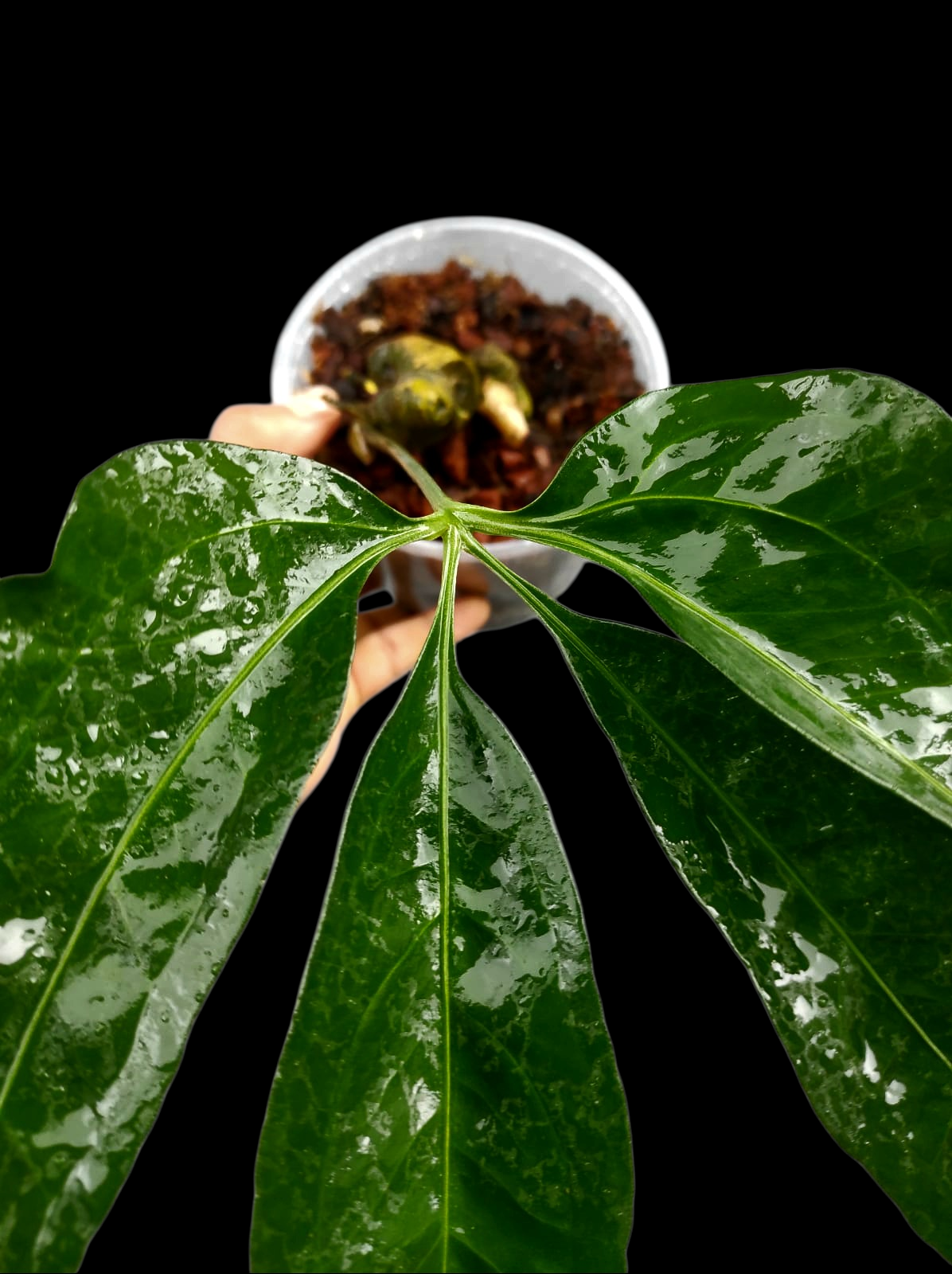 Anthurium sp. 'Croatiiano' Wild Ecotype (EXACT PLANT)