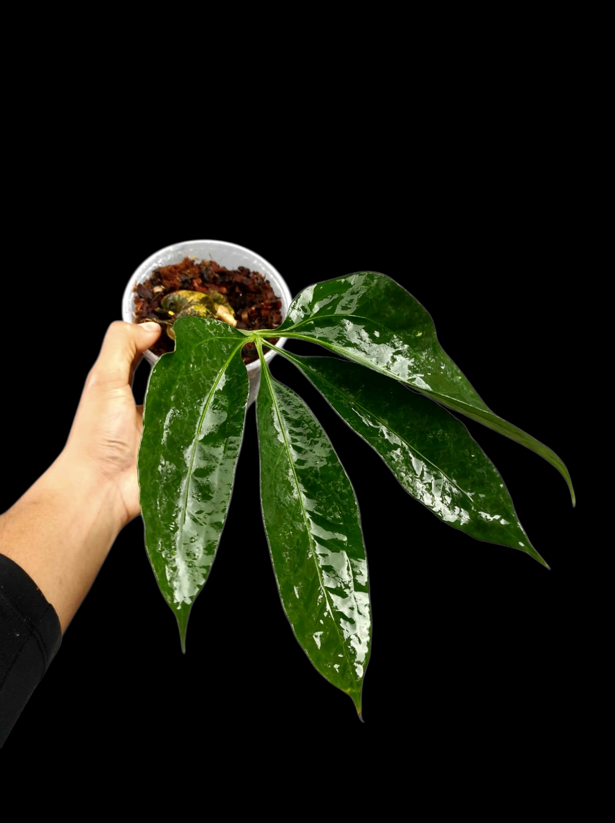 Anthurium sp. 'Croatiiano' Wild Ecotype (EXACT PLANT)