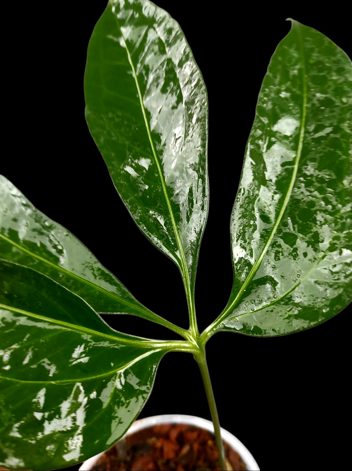 Anthurium sp. 'Croatiiano' Wild Ecotype (EXACT PLANT)