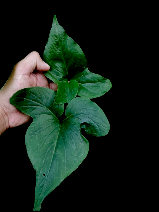 Chlorospatha sp. Peru