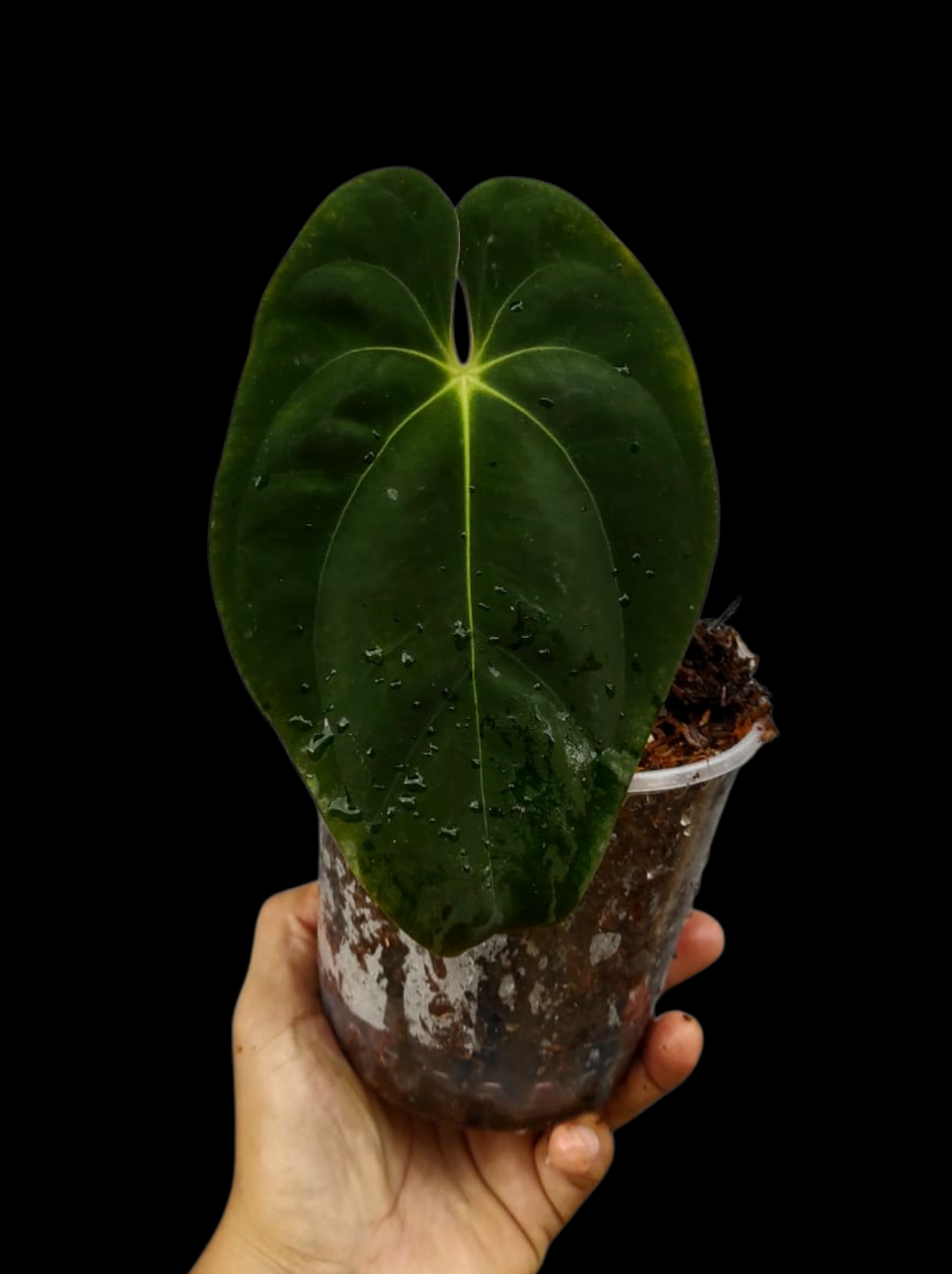 Anthurium Papillilaminum 'Guna yala' Wild Ecotype (EXACT PLANT)