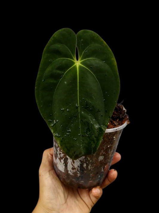 Anthurium Papillilaminum 'Guna yala' Wild Ecotype (EXACT PLANT)