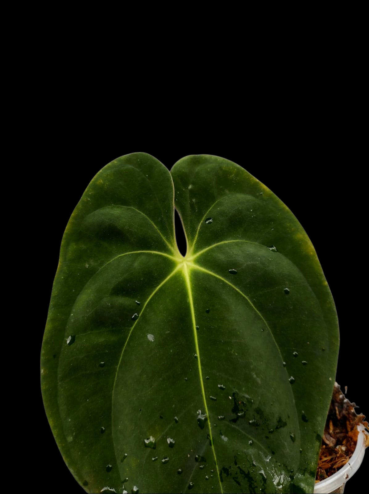 Anthurium Papillilaminum 'Guna yala' Wild Ecotype (EXACT PLANT)