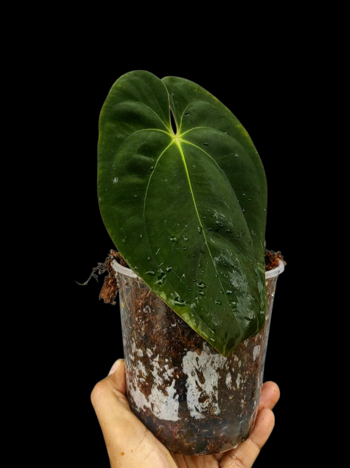 Anthurium Papillilaminum 'Guna yala' Wild Ecotype (EXACT PLANT)