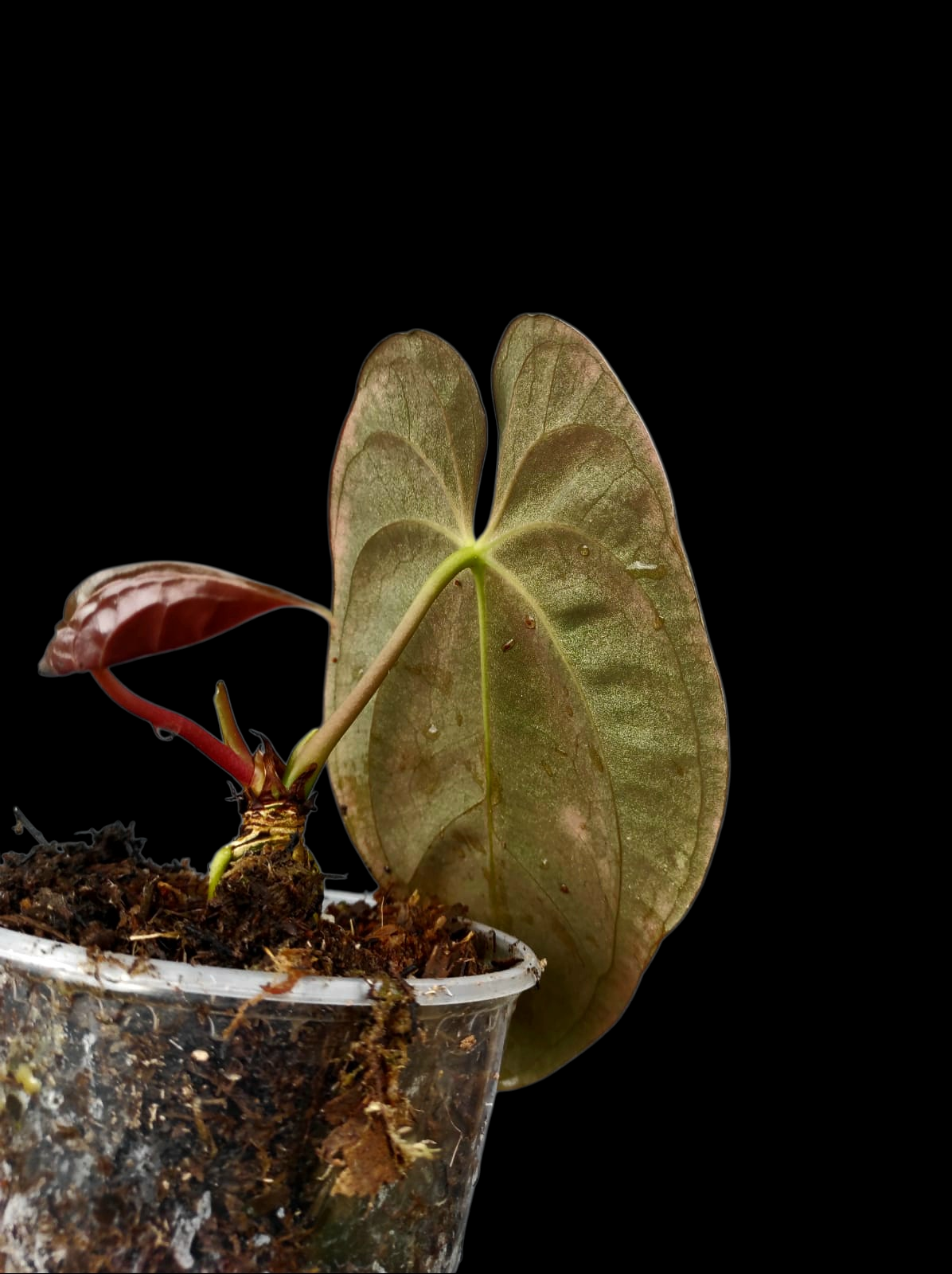 Anthurium Papillilaminum 'Guna yala' Wild Ecotype (EXACT PLANT)