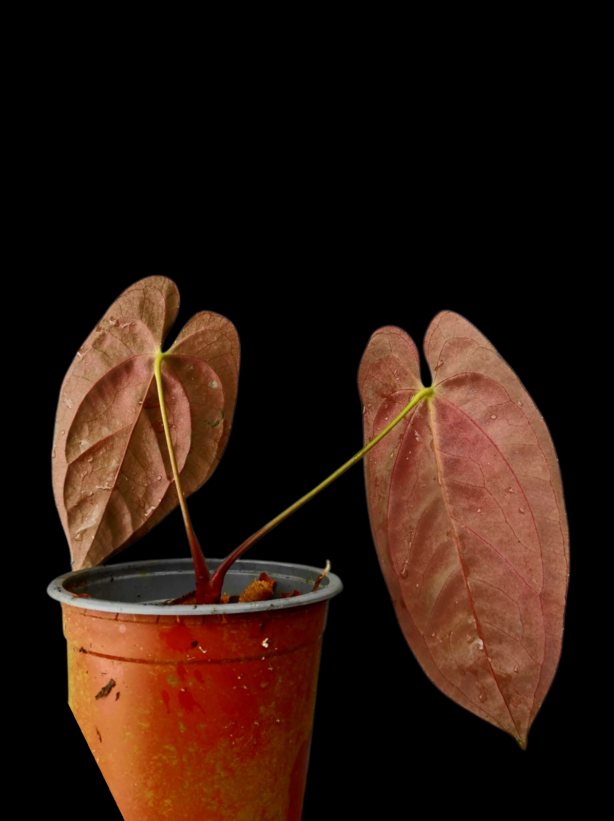 Anthurium Papillilaminum 'Guna yala' Wild Ecotype 2 leaves (EXACT PLANT)