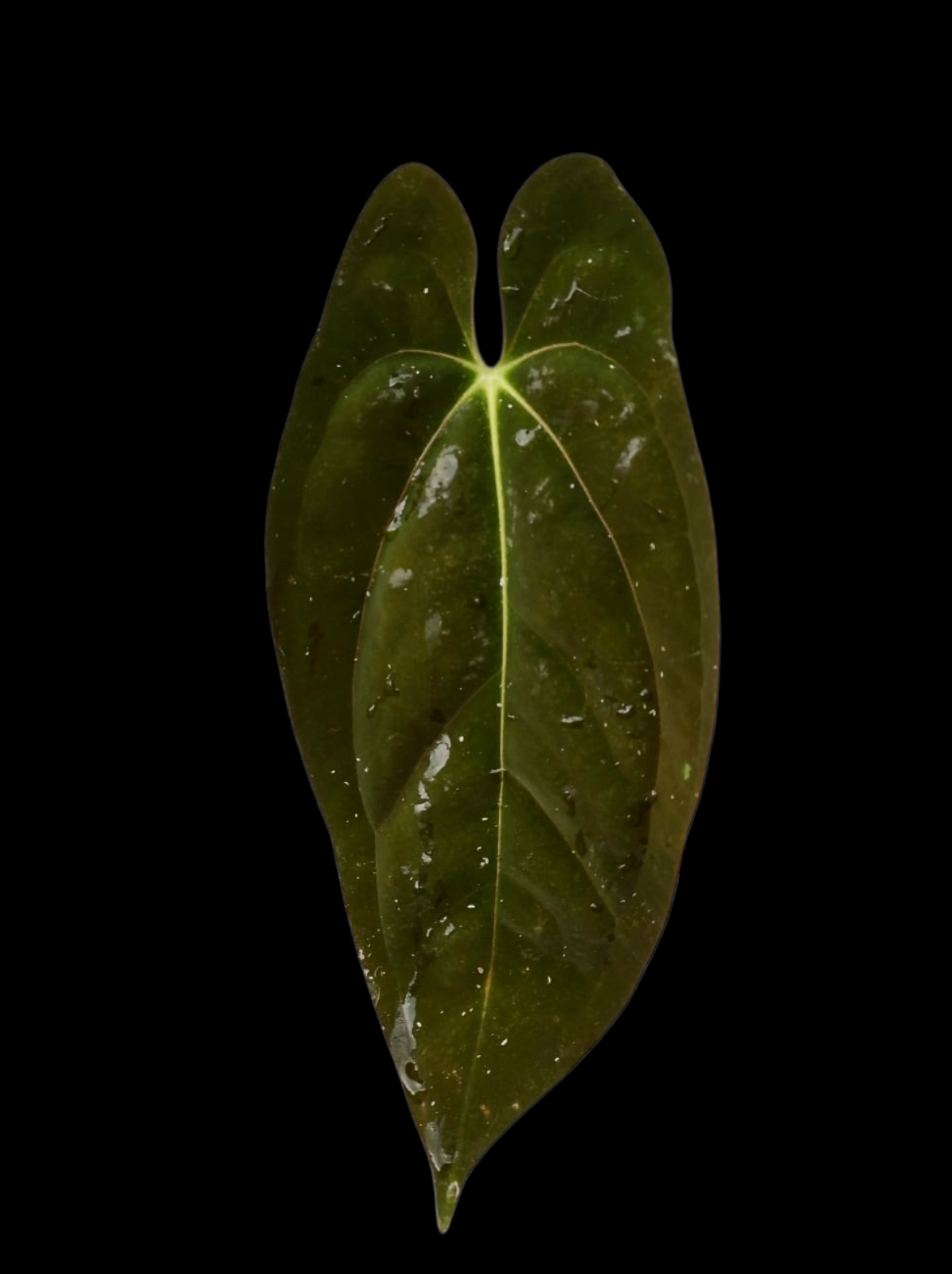 Anthurium Papillilaminum 'Guna yala' Wild Ecotype 2 leaves (EXACT PLANT)