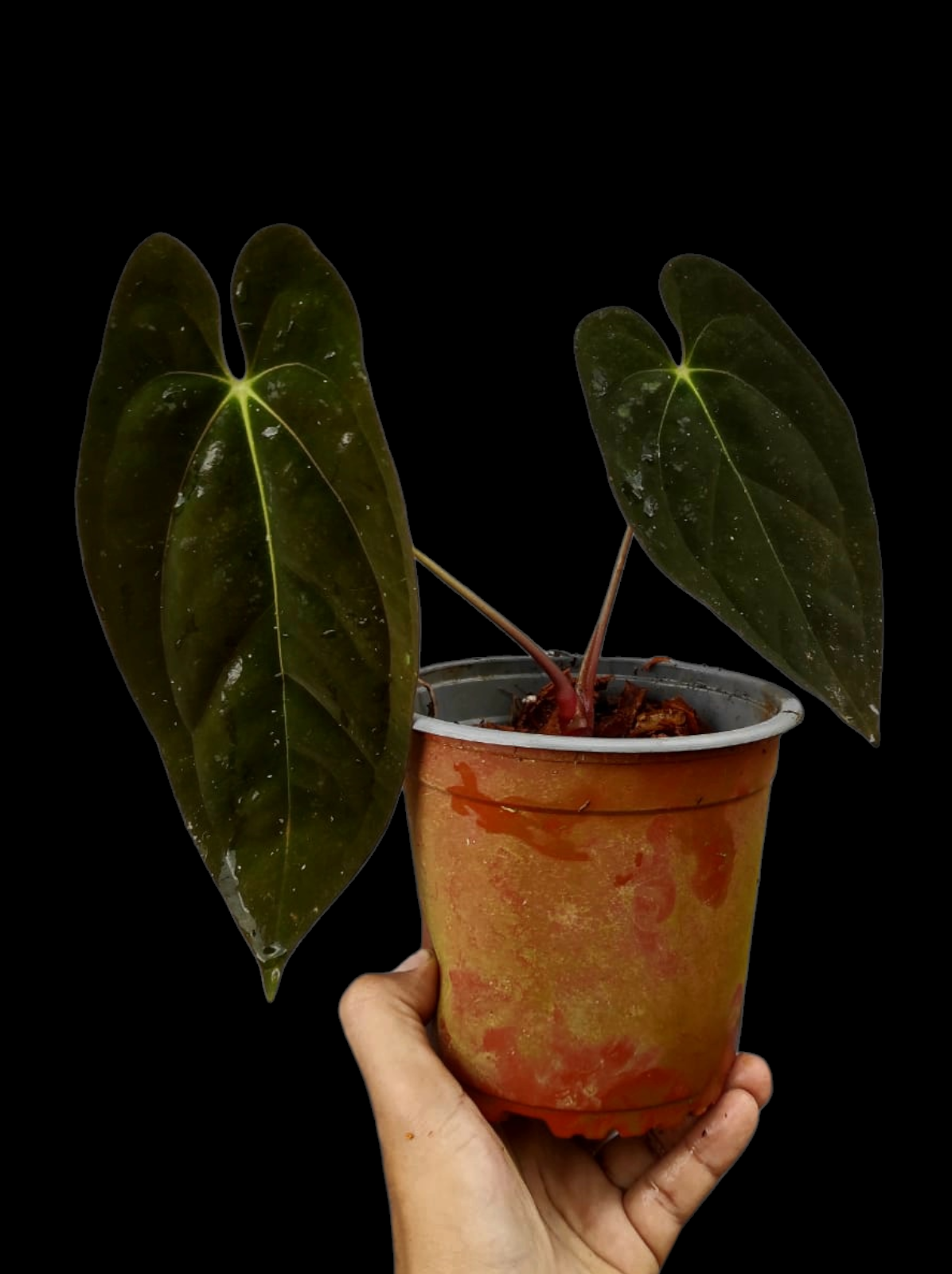 Anthurium Papillilaminum 'Guna yala' Wild Ecotype 2 leaves (EXACT PLANT)