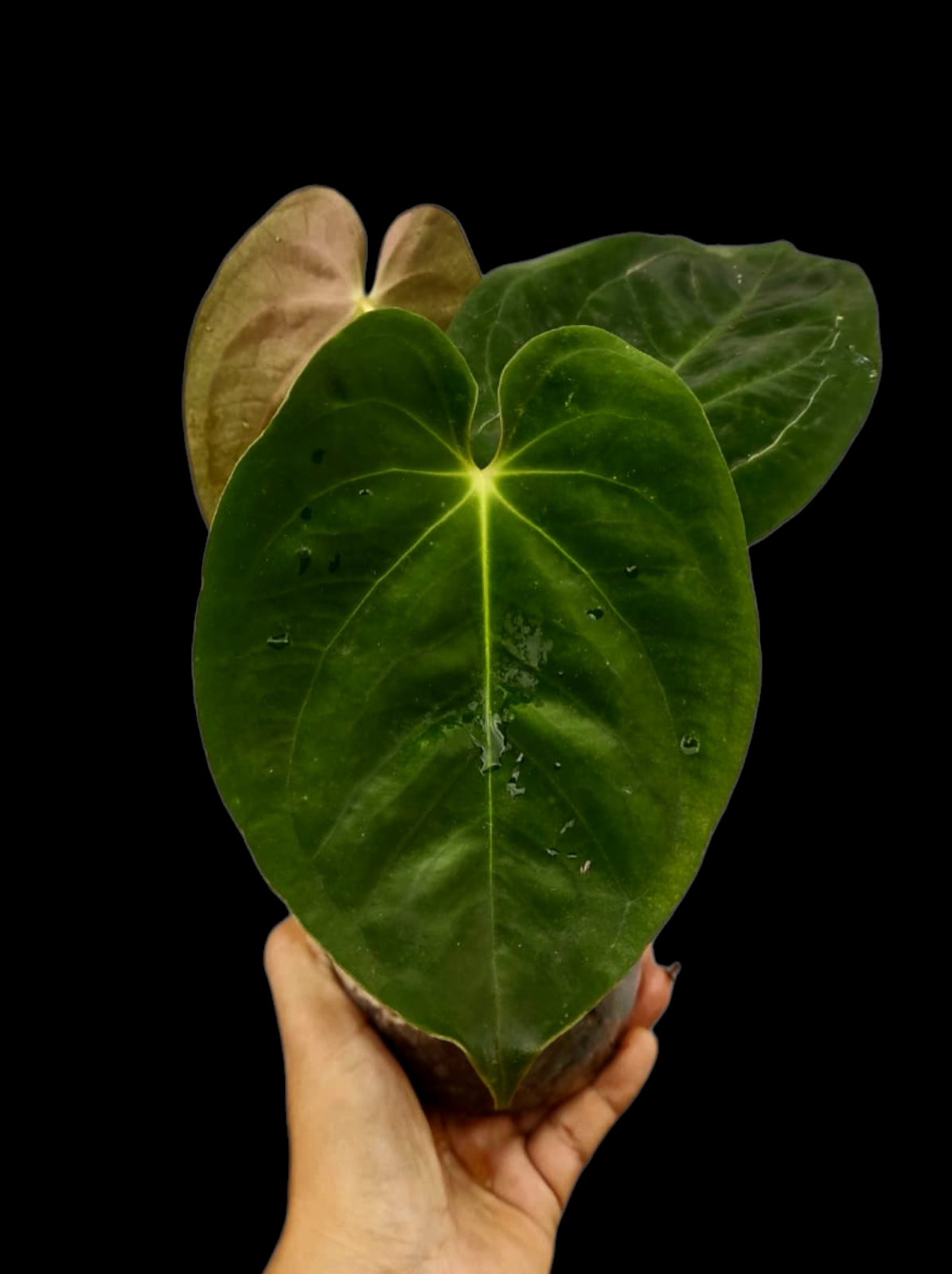 Anthurium Papillilaminum 'Guna yala' Wild Ecotype 3 Leaves (EXACT PLANT)