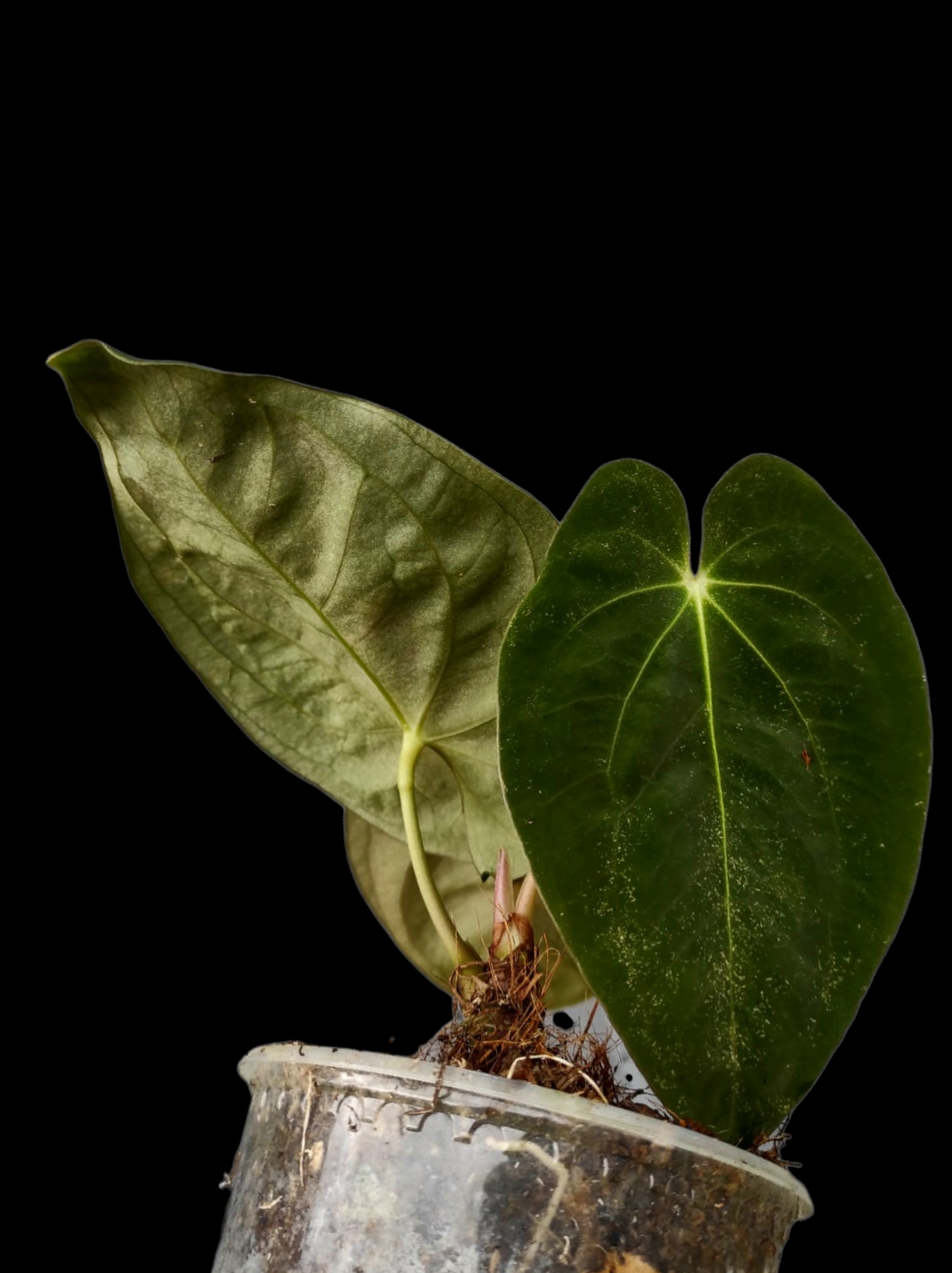 Anthurium Papillilaminum 'Guna yala' Wild Ecotype 3 Leaves (EXACT PLANT)