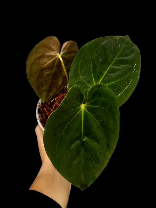 Anthurium Papillilaminum 'Guna yala' Wild Ecotype 3 Leaves (EXACT PLANT)