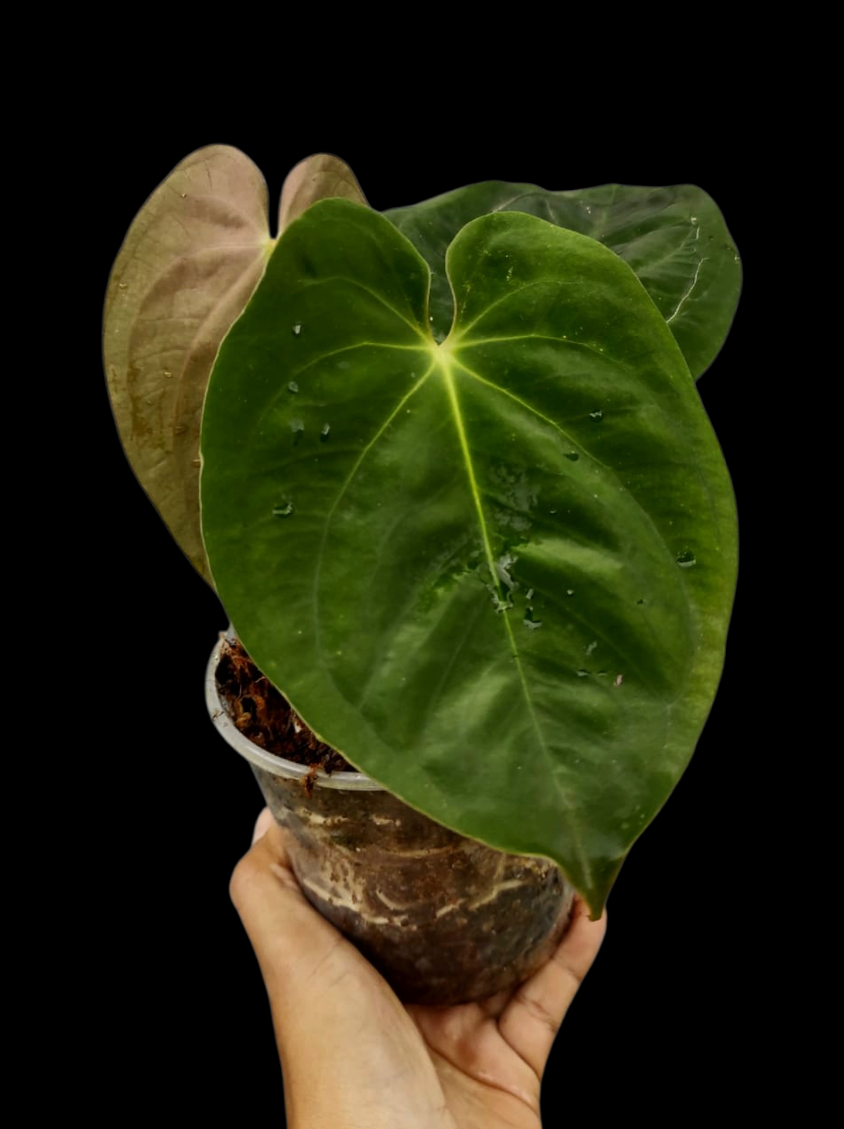 Anthurium Papillilaminum 'Guna yala' Wild Ecotype 3 Leaves (EXACT PLANT)