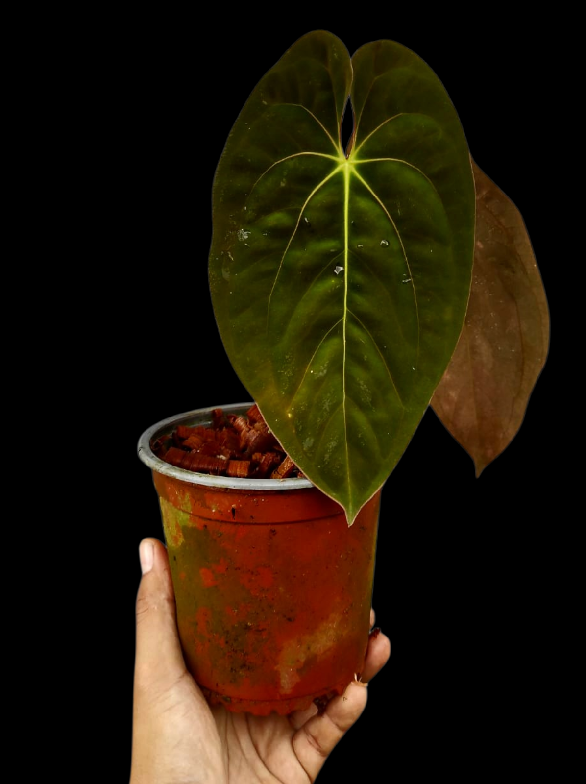 Anthurium Papillilaminum 'Guna yala' BIG Plant Wild Ecotype (EXACT PLANT)
