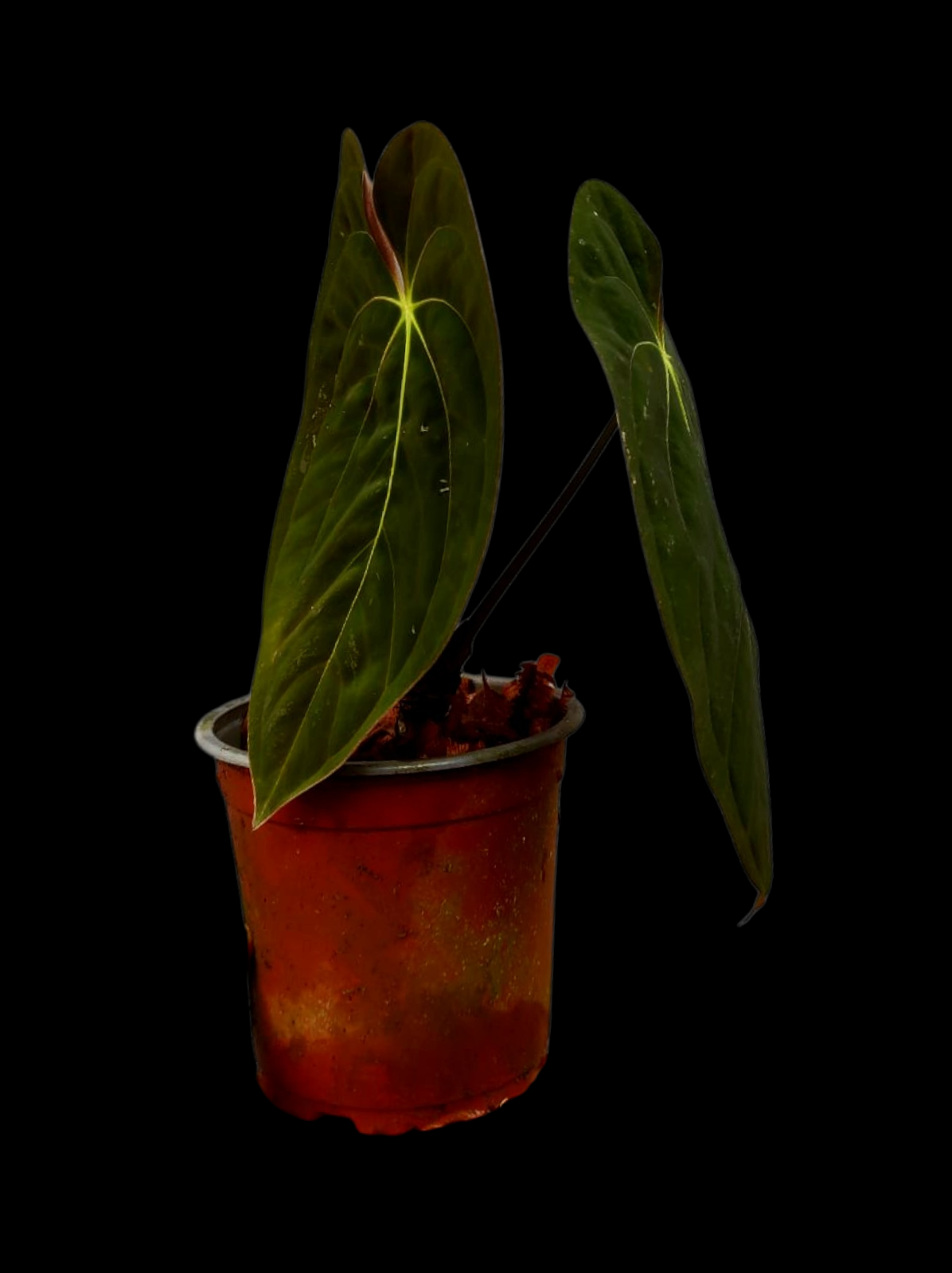 Anthurium Papillilaminum 'Guna yala' BIG Plant Wild Ecotype (EXACT PLANT)