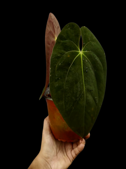Anthurium Papillilaminum 'Guna yala' BIG Plant Wild Ecotype (EXACT PLANT)