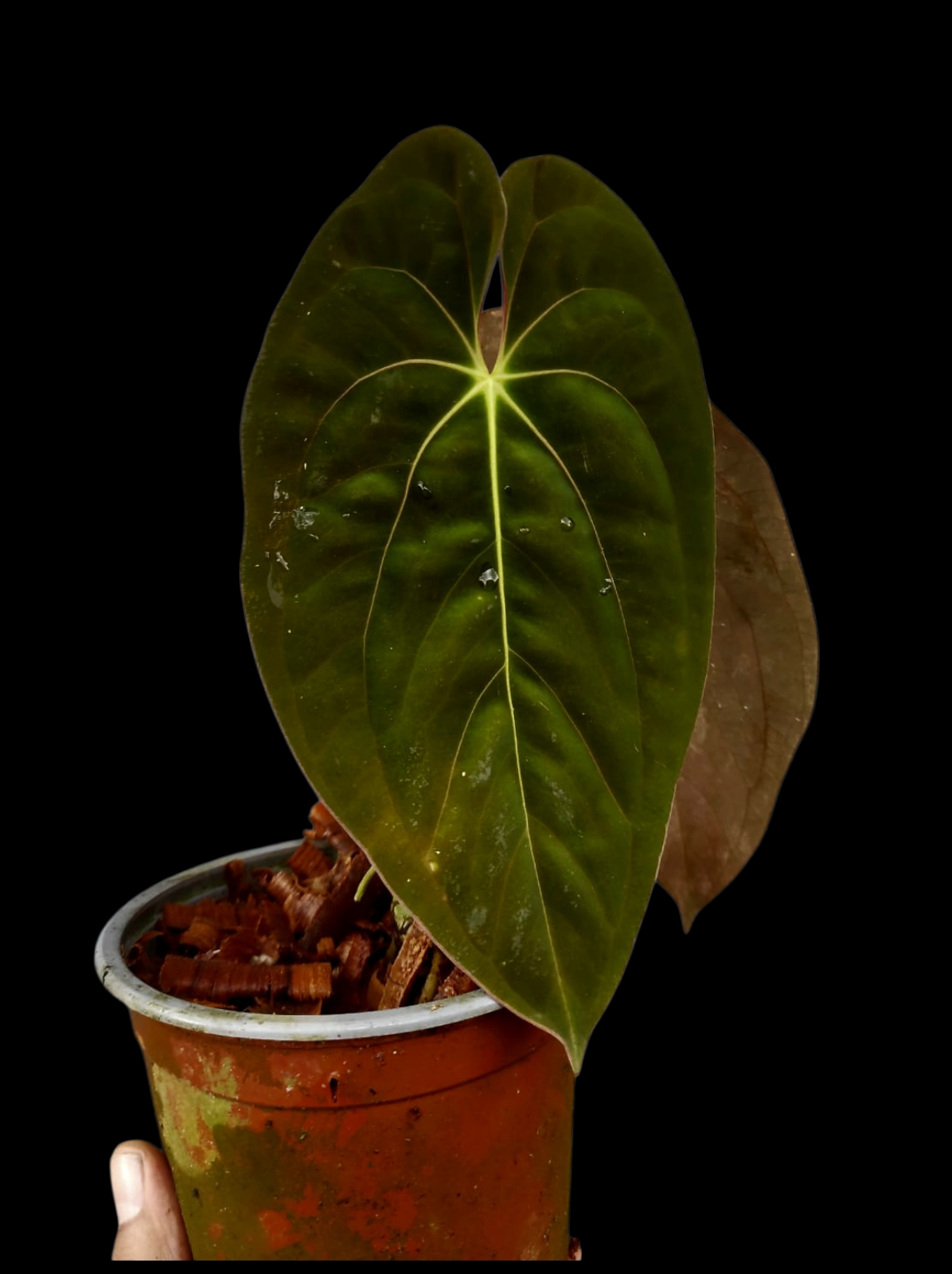 Anthurium Papillilaminum 'Guna yala' BIG Plant Wild Ecotype (EXACT PLANT)