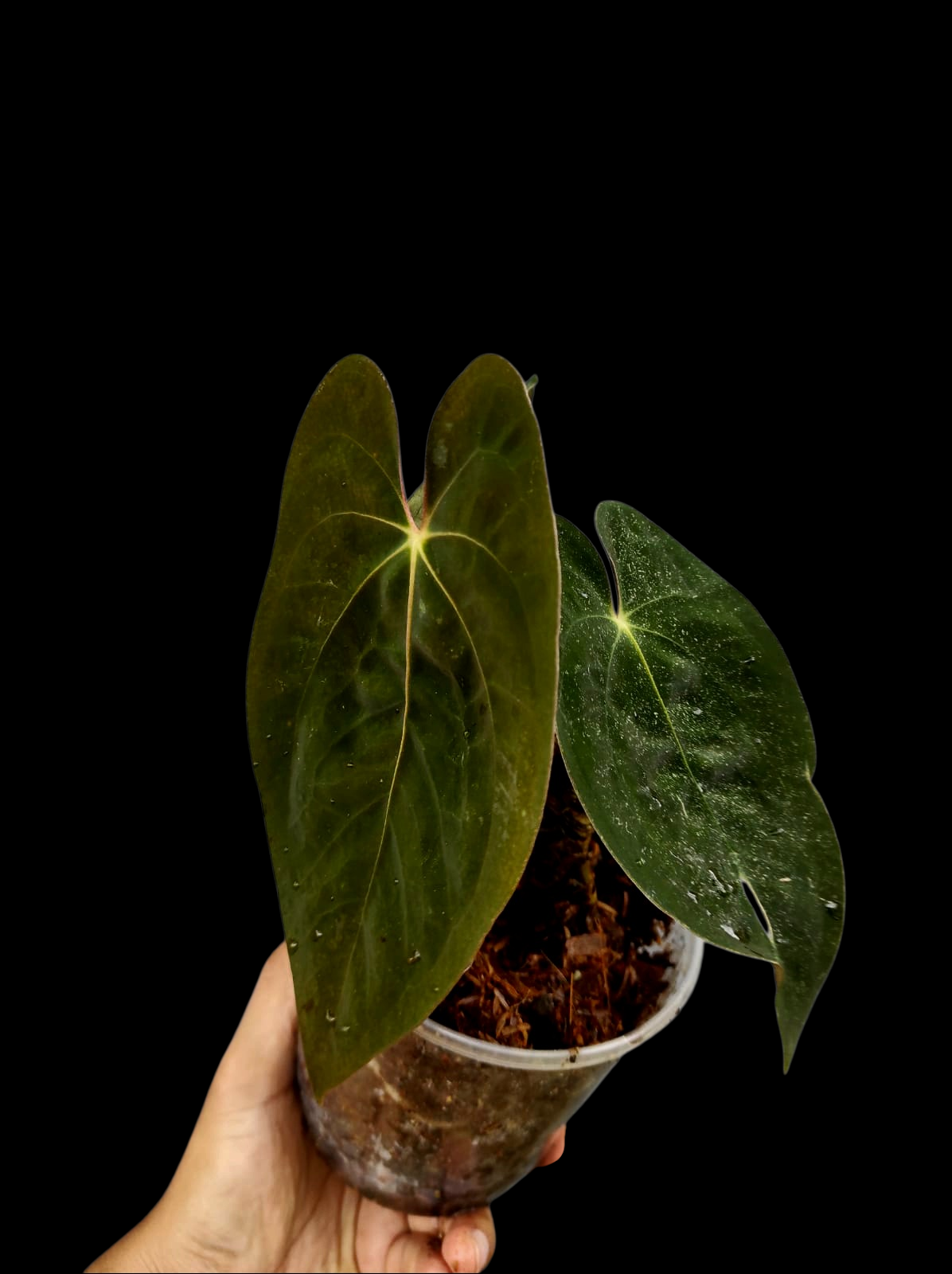 Anthurium Papillilaminum 'Guna yala' Wild Ecotype 3 Leaves (EXACT PLANT)