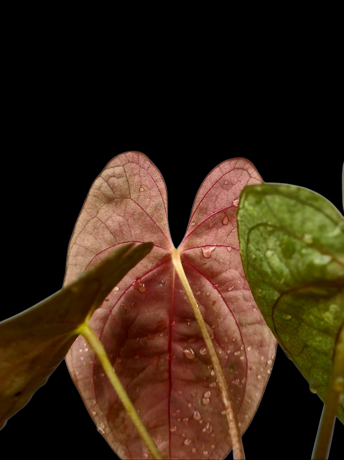 Anthurium Papillilaminum 'Guna yala' Wild Ecotype 3 Leaves (EXACT PLANT)