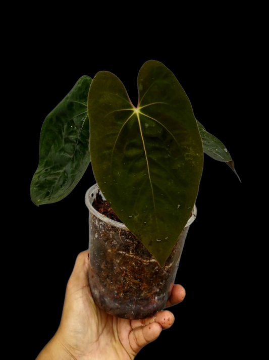 Anthurium Papillilaminum 'Guna yala' Wild Ecotype 3 Leaves (EXACT PLANT)