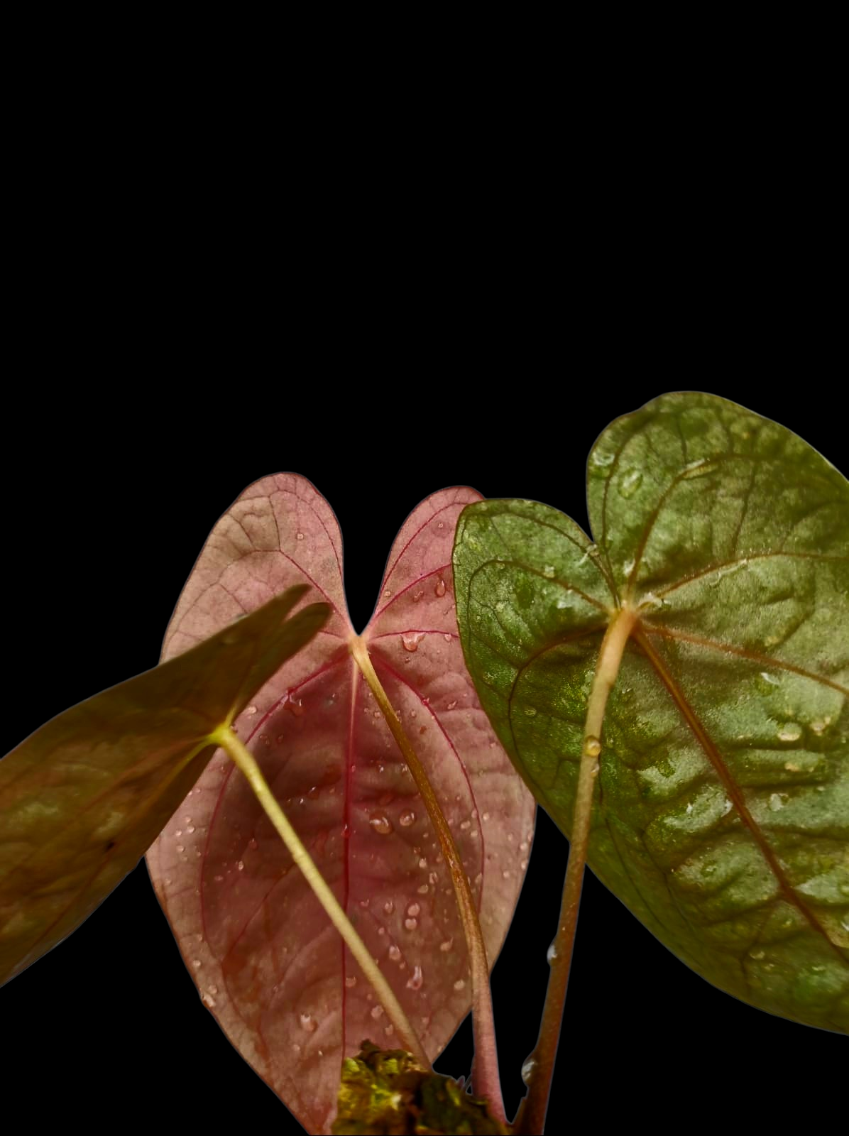 Anthurium Papillilaminum 'Guna yala' Wild Ecotype 3 Leaves (EXACT PLANT)