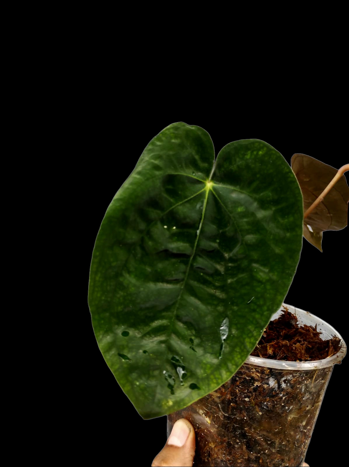 Anthurium Papillilaminum 'Guna yala' Wild Ecotype 3 Leaves (EXACT PLANT)